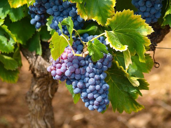 Viñedos en época de vendimia.