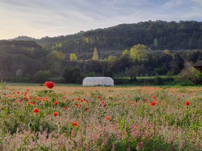 Invernadero de Vidalba Flors que está iniciando un proyecto de flores ecológico y de regeneración de la tierra